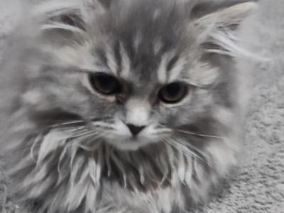 Blue Cream Persian Kitten - Persian - Gallery Photo #1
