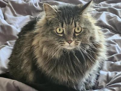 Nyx - Maine Coon - Gallery Photo #1