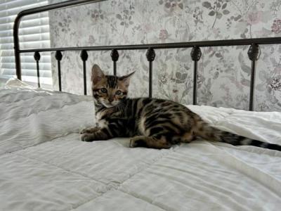 Winnies Bengal Babies - Bengal - Gallery Photo #1