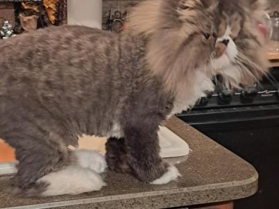 SABASTIAN - Persian - Gallery Photo #1