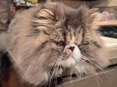 SABASTIAN - Persian - Gallery Photo #1