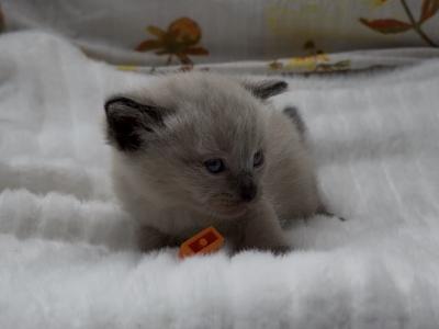 Orange - Ragdoll - Gallery Photo #1