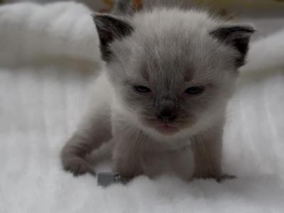 Grey - Ragdoll - Gallery Photo #1
