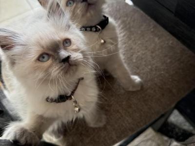 Koky - Ragdoll - Gallery Photo #1