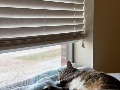 Teco - Domestic - Gallery Photo #1