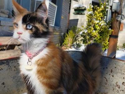 Aurora - Maine Coon - Gallery Photo #1