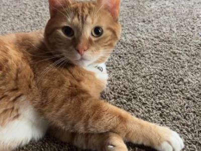 Loui - American Shorthair - Gallery Photo #1