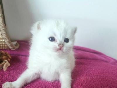 Max - British Shorthair - Gallery Photo #1