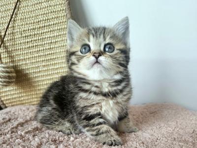 Candy - British Shorthair - Gallery Photo #1