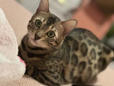 Luxurai Bengals - Bengal - Gallery Photo #1