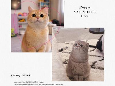 British Short Hair NY - British Shorthair - Gallery Photo #1