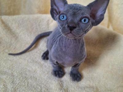 Lina Bambino - Bambino - Gallery Photo #1