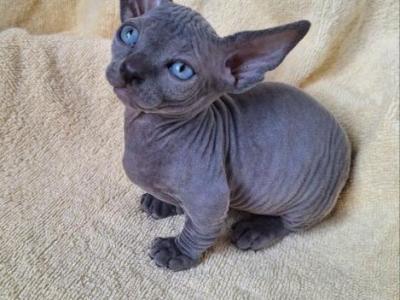 Lika Bambino - Bambino - Gallery Photo #1