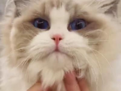 Swaro TICA Registered - Ragdoll - Gallery Photo #1