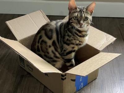 Baby - Bengal - Gallery Photo #1