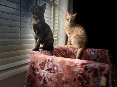 Mocha - Domestic - Gallery Photo #1