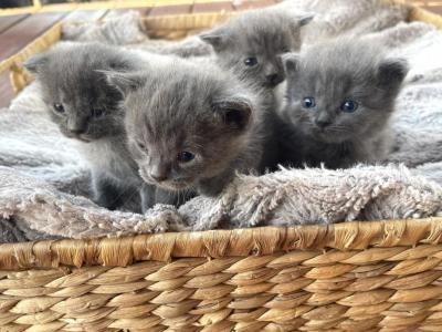 Milas Litter - Scottish Fold - Gallery Photo #1