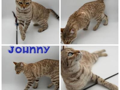 Scout&Johnny - Bengal - Gallery Photo #1