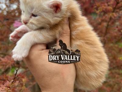 XXL SHADED Cream Smoke - Maine Coon - Gallery Photo #1