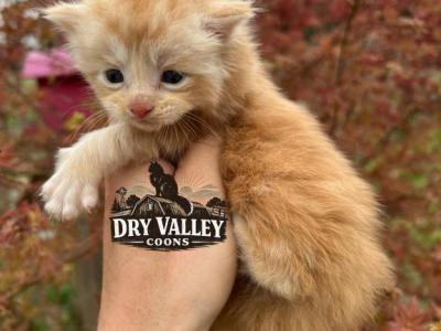 XXL SHADED CREAM SMOKE - Maine Coon - Gallery Photo #1