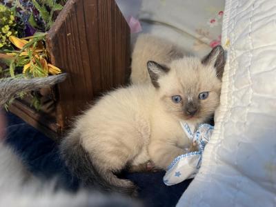 Siamese Snowshoe Babies - Snowshoe - Gallery Photo #1