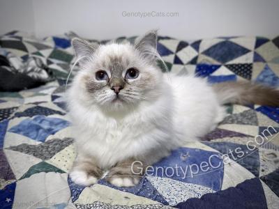 Mafalda - Ragdoll - Gallery Photo #1