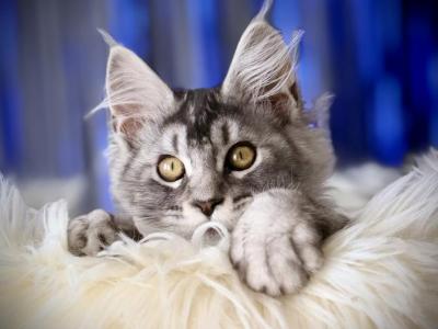 Boba - Maine Coon - Gallery Photo #1