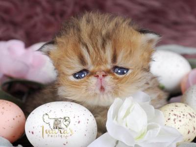 Golden Extreme Persian Kittens CFA - Persian - Gallery Photo #1
