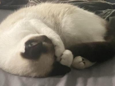 Alice - Snowshoe - Gallery Photo #1