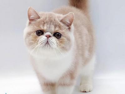 Taiya - Exotic - Gallery Photo #1