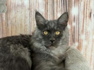 Tavira - Maine Coon - Gallery Photo #1