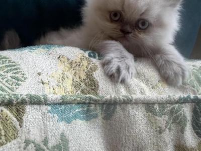 Snowy - Persian - Gallery Photo #1
