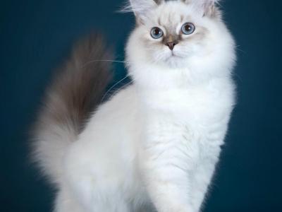 Zorkiy - Siberian - Gallery Photo #1