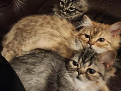 Brownie - Persian - Gallery Photo #1