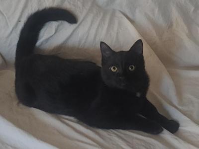 Simba - Domestic - Gallery Photo #1
