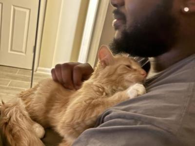 Luffy - Maine Coon - Gallery Photo #1