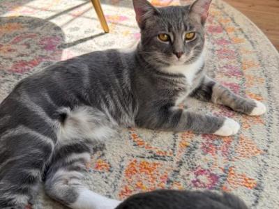 Milo - British Shorthair - Gallery Photo #1