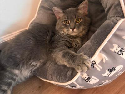 Luca - Siberian - Gallery Photo #1