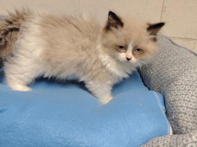 Ragdoll Kittens - Ragdoll - Gallery Photo #1