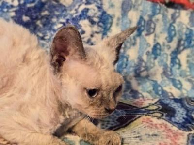 Baby - Devon Rex - Gallery Photo #1