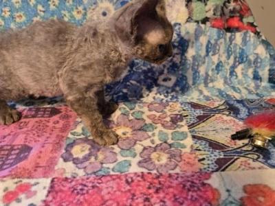 Blue - Devon Rex - Gallery Photo #1