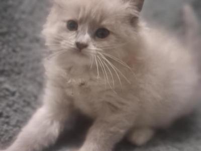 Tica Mink Ragdoll - Ragdoll - Gallery Photo #1
