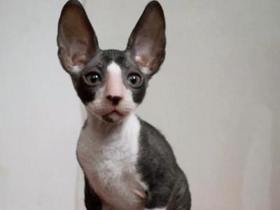 Riccardo - Cornish Rex - Gallery Photo #1