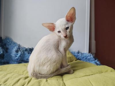 Popcorn - Siamese - Gallery Photo #1