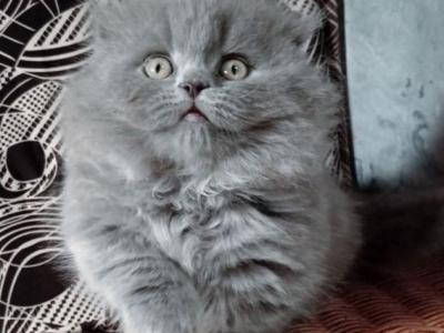 Marcus - Munchkin - Gallery Photo #1