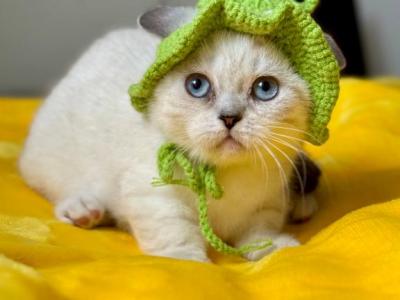 Naytiri - Munchkin - Gallery Photo #1