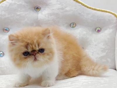 Ellie - Persian - Gallery Photo #1