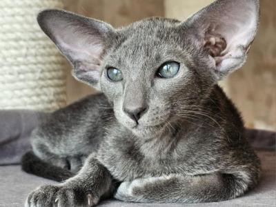 Blueberry - Oriental - Gallery Photo #1