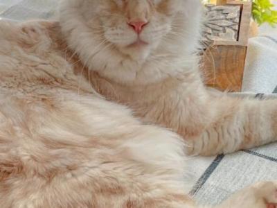 Polydactyl Mainecoon Kittens - Maine Coon - Gallery Photo #1
