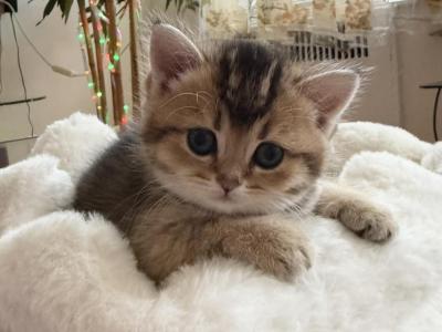 Lord - British Shorthair - Gallery Photo #1